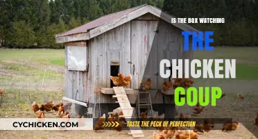 Is the Box Watching? Unraveling the Chicken Coop Surveillance Mystery