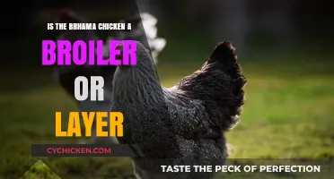 Brahma Chicken: Understanding Its Role as a Broiler or Layer