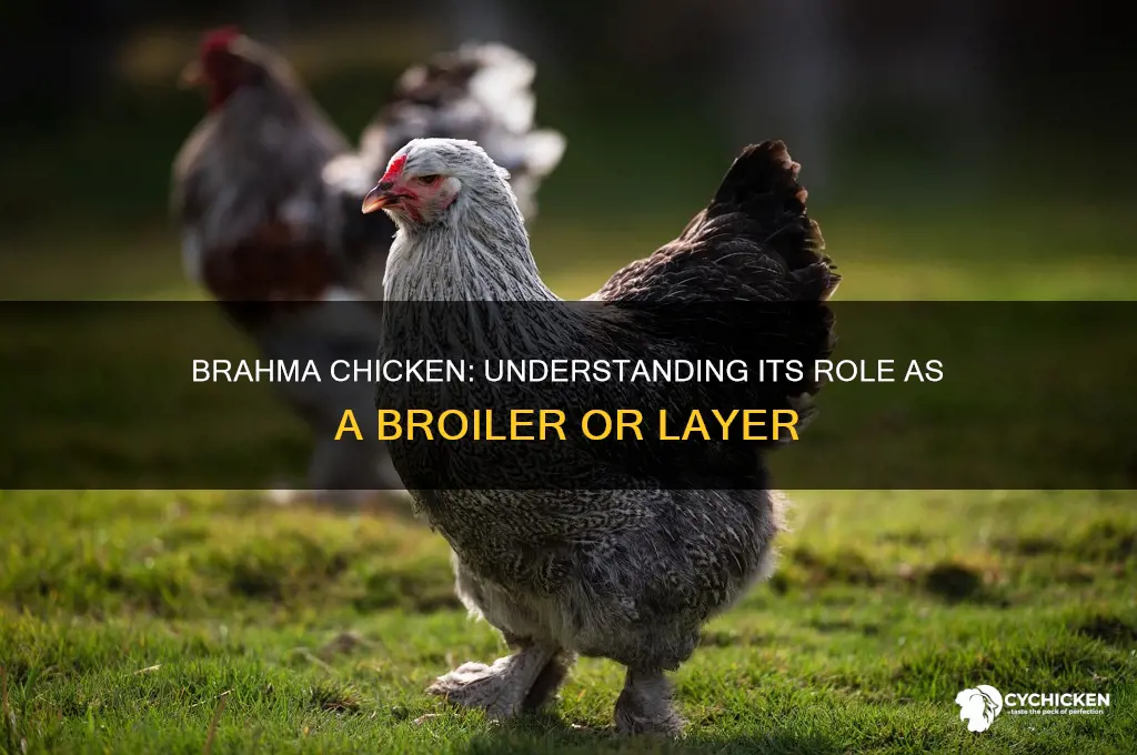 is the brhama chicken a broiler or layer