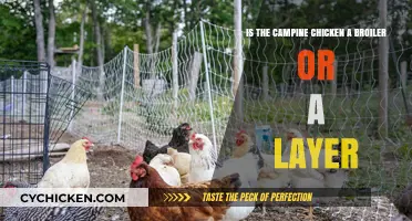 Broiler or Layer? Understanding the Campine Chicken's Purpose
