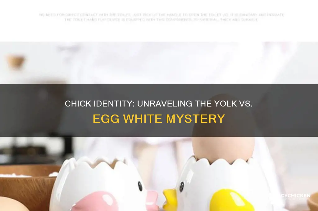 is the chick the yolk or the white