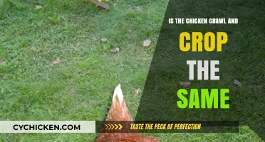 Chicken Crawl vs. Crop: Understanding the Difference and Purpose