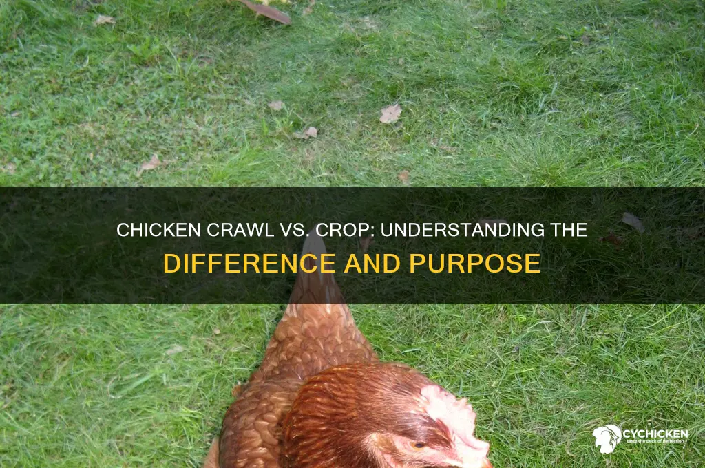 is the chicken crawl and crop the same