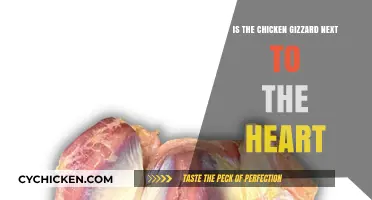 Chicken Gizzard's Location: Unraveling the Mystery Near the Heart