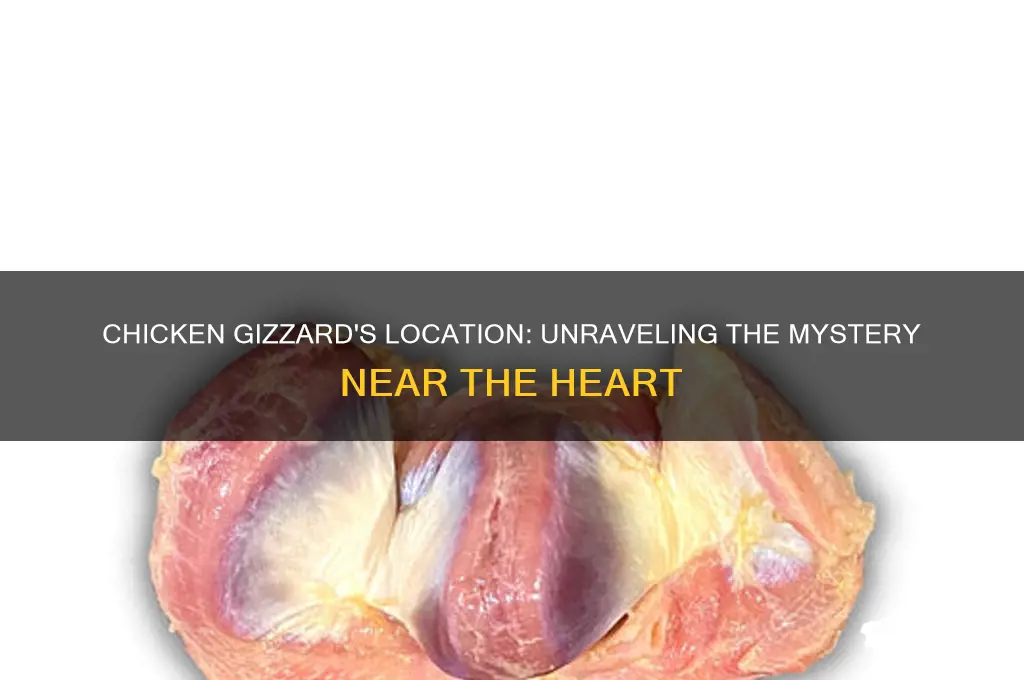 is the chicken gizzard next to the heart