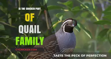Are Chickens Related to Quails? Unraveling the Poultry Family Tree