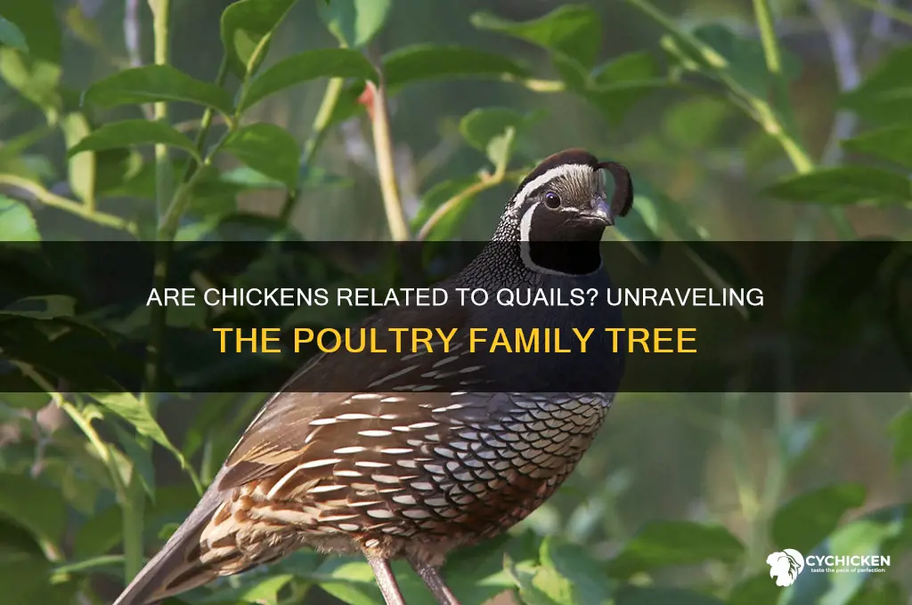 is the chicken part of quail family