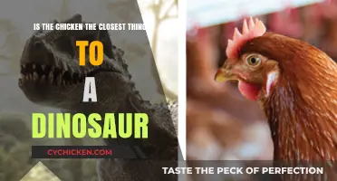 Chicken or Dinosaur: What Came First?