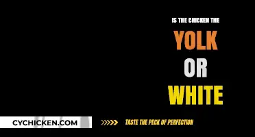 Unraveling the Chicken Mystery: Yolk or White – Which is It?