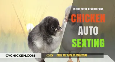 Crele Penedesenca Chicken Auto-Sexing: Myth or Reality?