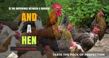 What's the Difference? Chickens vs. Hens