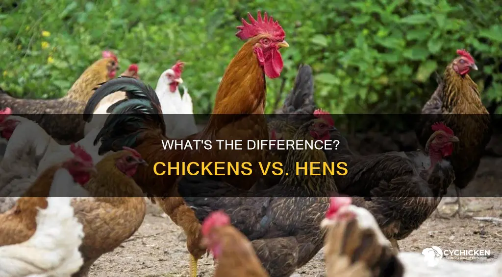 is the difference between a chicken and a hen