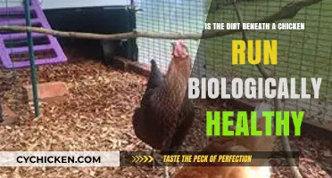 Exploring the Microbial Health of Soil Under Chicken Runs