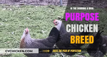 Dorking Chickens: Dual-Purpose Potential for Eggs and Meat?