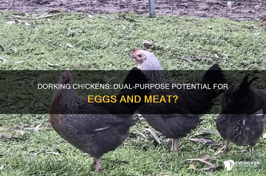 is the dorking a dual purpose chicken breed