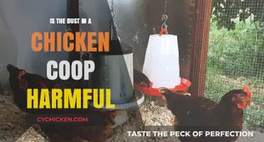 The Hidden Dangers of Chicken Coop Dust: A Health Guide