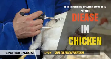 Essential Vaccines: Effective Disease Prevention for Chickens?