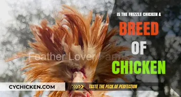 Is the Frizzle Chicken a Unique Breed? Exploring Its Origins