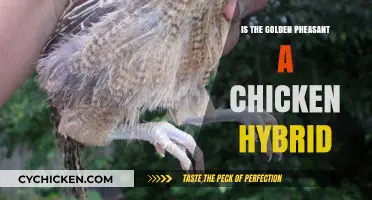 Golden Pheasant vs. Chicken Hybrid: Unraveling the Myth and Facts