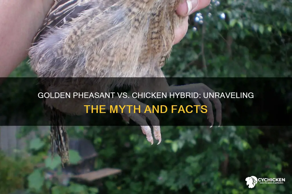 is the golden pheasant a chicken hybrid