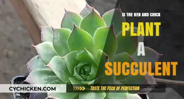 Is the Hen and Chick Plant a Succulent? Unveiling the Truth