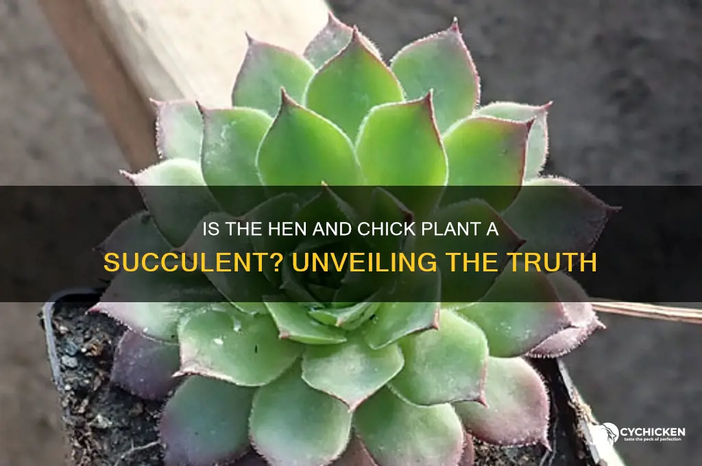 is the hen and chick plant a succulent