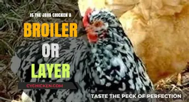Java Chicken: Understanding Its Role as a Broiler or Layer
