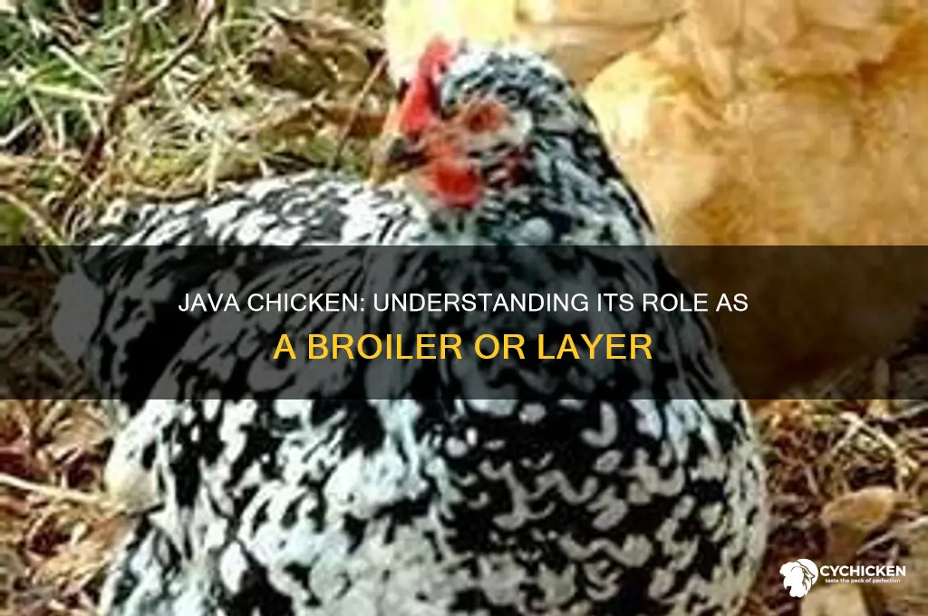 is the java chicken a broiler or layer