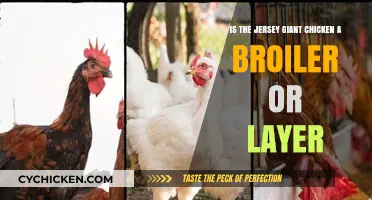 Broiler or Layer: What's the Jersey Giant Chicken?