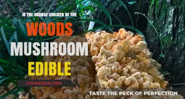 Exploring Edible Mushrooms: Is Orange Chicken Safe?