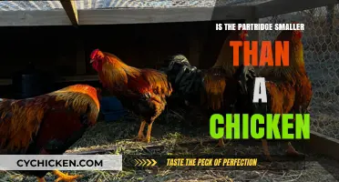 Partridge vs. Chicken: Size Comparison and Surprising Differences Explained
