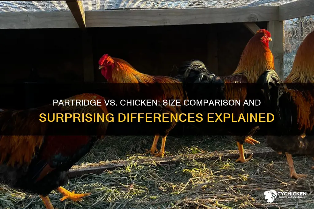 is the partridge smaller than a chicken