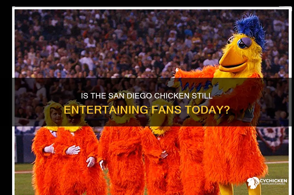 is the san diego chicken still around
