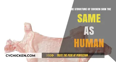 Chicken Skin: Similar Structure to Humans?