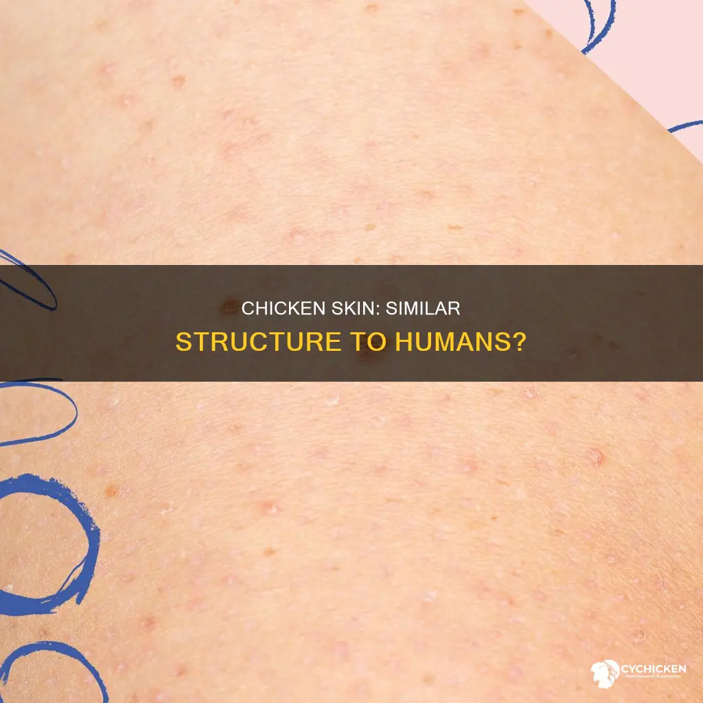 is the structure of chicken skin the same as human