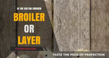 Sultan Chicken: Understanding Its Role as Broiler or Layer Breed