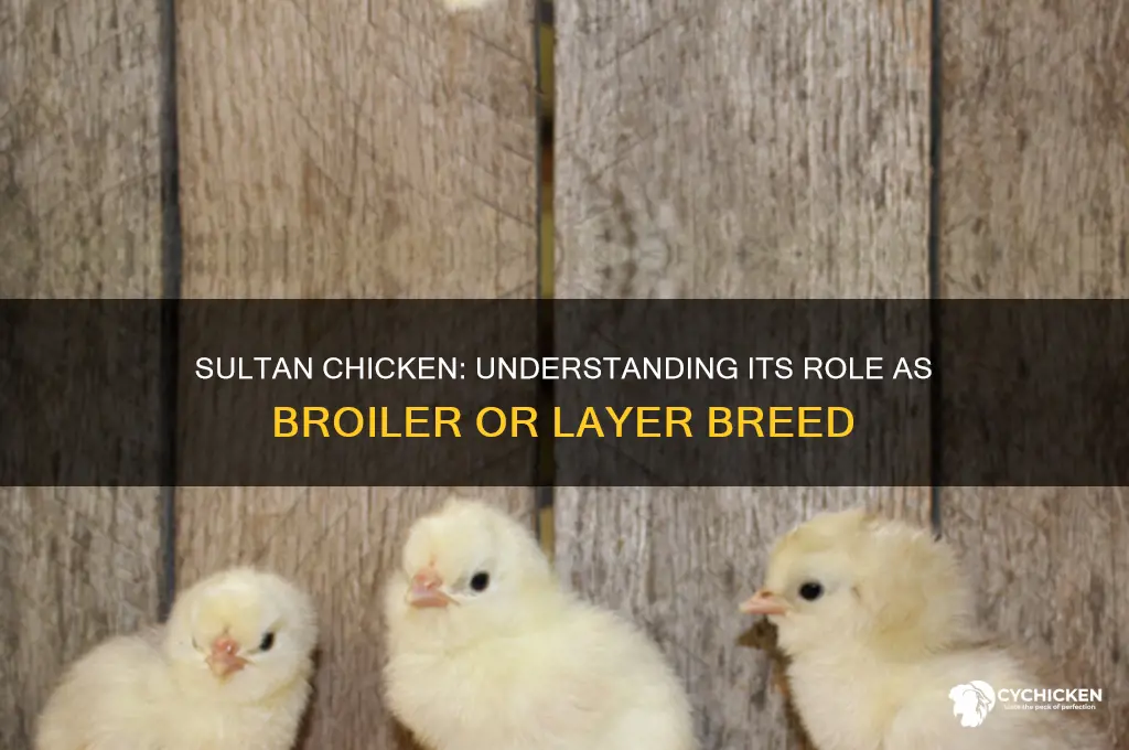 is the sultan chicken broiler or layer
