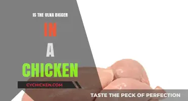 Is the Chicken's Ulna Larger? Unraveling Poultry Bone Size Mysteries