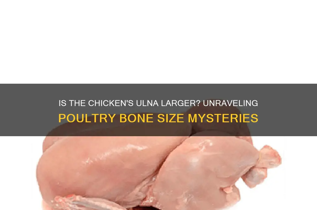 is the ulna bigger in a chicken