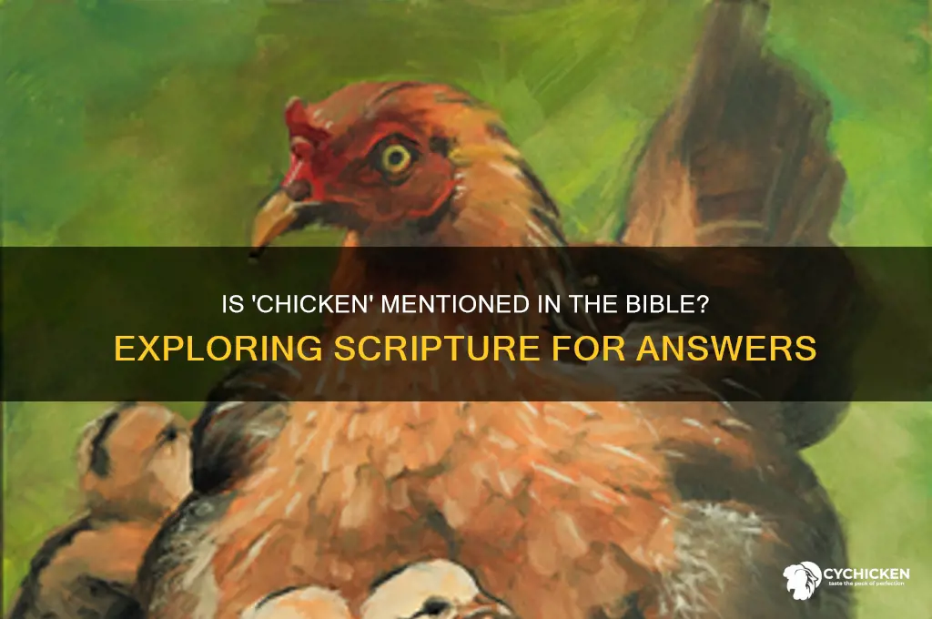 is the word chicken in the bible