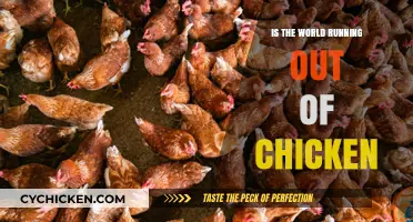 Global Chicken Shortage: Are We Running Out of Poultry?