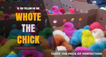 Yellow or White: Unraveling the Chick Color Mystery
