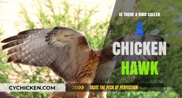 Chicken Hawk Mystery: Unraveling the Truth About This Bird's Identity