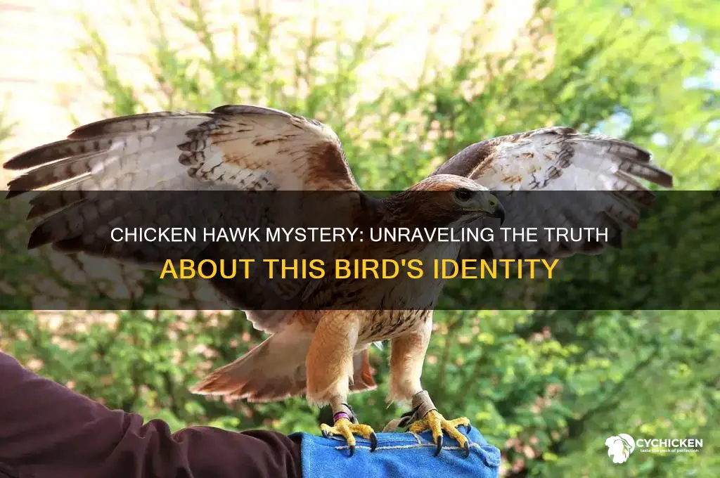 is there a bird called a chicken hawk