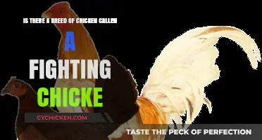 Fighting Chickens: A Unique Chicken Breed?