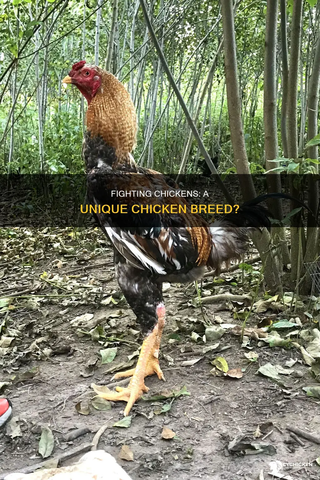 is there a breed of chicken called a fighting chicke