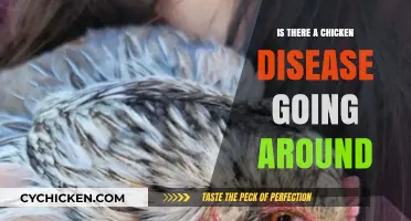Is a Contagious Chicken Disease Spreading in Your Area?