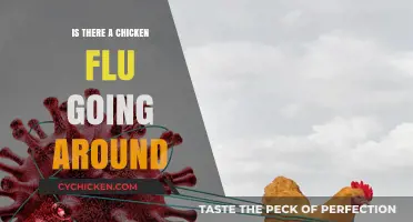 Is Chicken Flu Spreading? Understanding the Current Outbreak Risks
