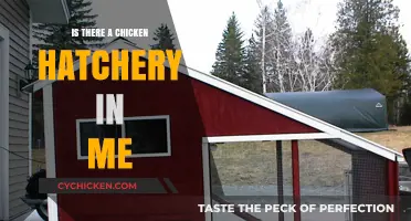 Exploring the Possibility of a Chicken Hatchery Within Myself