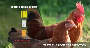 Exploring New Hampshire's Chicken Hatcheries: Locations and Services